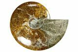 Polished Ammonite (Cleoniceras) Fossil - Madagascar #372951-1